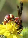 Stenodynerus percampanulatus - photo 2