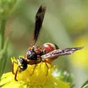 Stenodynerus percampanulatus - photo 3