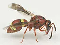 Stenodynerus percampanulatus - photo 4