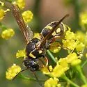 Stenodynerus propinquus