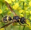 Stenodynerus propinquus - photo 2