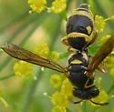 Stenodynerus propinquus - photo 3