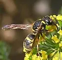 Stenodynerus propinquus - photo 4