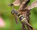 Stenodynerus propinquus - photo 5
