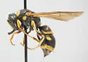 Stenodynerus pulvinatus