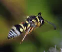 Stenodynerus toas - photo 2