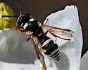 Stenodynerus toas - photo 4