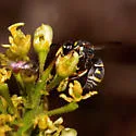 Stenodynerus toas - photo 5