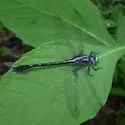Cherokee Clubtail
