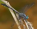 Cherokee Clubtail - photo 3