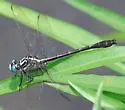 Cherokee Clubtail - photo 4