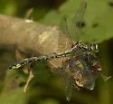 Cherokee Clubtail - photo 5