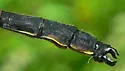 Sable Clubtail - photo 2