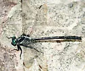 Sable Clubtail - photo 3