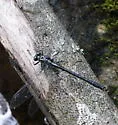 Sable Clubtail - photo 4