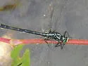 Sable Clubtail - photo 5