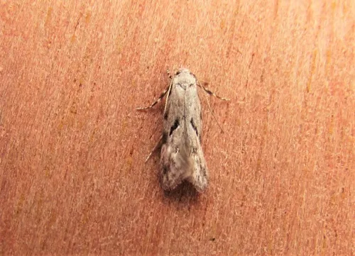 Stenolechia gemmella - Stenolechia gemmella