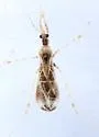 Stenolemus cf-longicornis