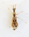 Stenolemus cf-longicornis - photo 4