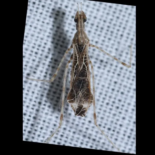 Stenolemus longicornis 0