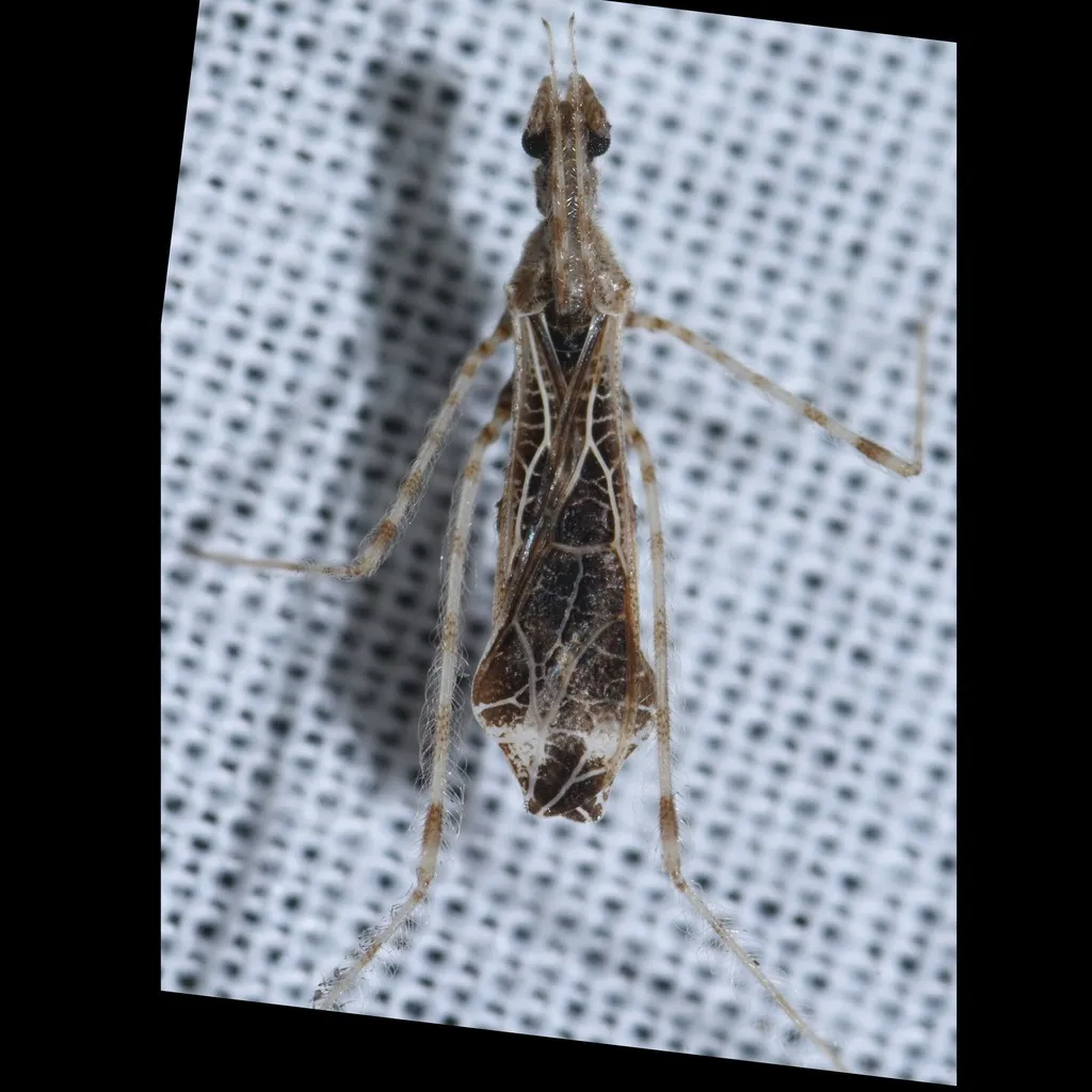 Stenolemus longicornis 0 - photo 2