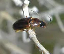 Stenolophus anceps