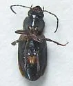 Stenolophus anceps - photo 2