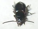 Stenolophus anceps - photo 3