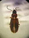 Stenolophus anceps - photo 4