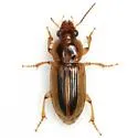 Stenolophus binotatus