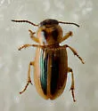 Stenolophus binotatus - photo 2