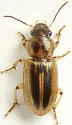 Stenolophus binotatus - photo 3