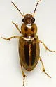 Stenolophus binotatus - photo 4
