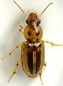 Stenolophus binotatus - photo 5