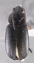 Stenolophus carbo