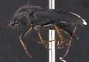 Stenolophus carbo - photo 2