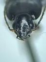 Stenolophus carbo - photo 4