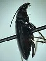 Stenolophus carbo - photo 5