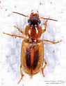 Stenolophus comma - photo 3