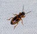 Stenolophus comma - photo 4