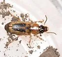 Stenolophus comma - photo 5