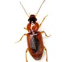 Stenolophus dissimilis