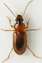 Stenolophus dissimilis - photo 3