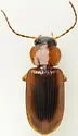 Stenolophus dissimilis - photo 4