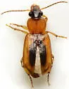 Stenolophus dissimilis - photo 5