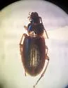 Stenolophus flavipes