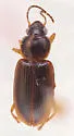 Stenolophus flavipes - photo 2
