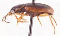 Stenolophus flavipes - photo 3