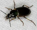 Stenolophus fuliginosus