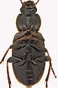 Stenolophus fuliginosus - photo 2